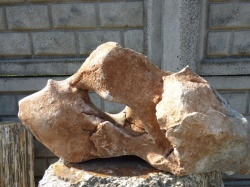 Kamień Dino